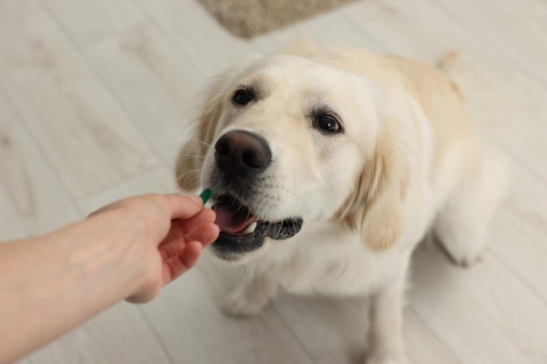 Allergies chez le chien : l’importance de choisir des croquettes vétérinaires
